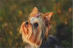 Puppy yorkshire terrier outdoor with bow-tie on head in sunset light.