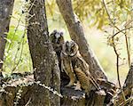 Two Long-eared Owlets peeping from tree in olive grove on Lesvos