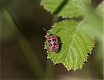 Adult red and black Ornate Shield Bug (Eurydema ornata) on Lesvos