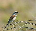 Adult male Red-backed Shrike on Lesvos, Greece
