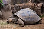 The tortoise lives at the zoo in Tenerife