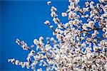 beautiful almond blossoms, blue sky, flowers almonds