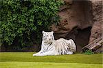 White tiger resting on the grass in the park