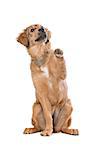 brown mixed breed puppy in front of a white background