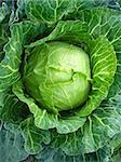 The image of big head of ripe cabbage