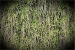 Green moss as a background