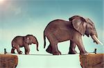 mother and baby elephant on a tightrope