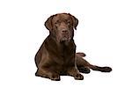 Chocolate Labrador in front of a white background