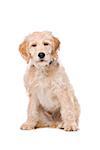 Beige Labradoodle dog in front of a white background