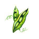 Pea pods. Watercolor illustration on a white background
