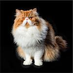 Red big adult persian cat on a black background