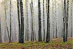 Grove of birch trees and dry grass in early autumn, beautiful landscape