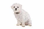 Mixed breed dog in front of a white background