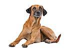 Rhodesian Ridgeback in front of a white background