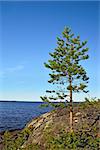 Rocky island with Pine. North Karelia, Russia