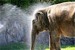The elephant bathes in water. Zoo in New Zealand