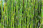 view of growing green bamboo forest