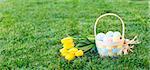 easter and spring concept, panorama of basket full of colorful eggs and yellow bright tulips on the grass
