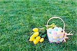 easter and spring concept, basket full of colorful eggs and yellow bright tulips on the grass