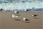 Seagulls on a sandy beach and sea surf