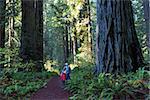 family enjoying hiking in gorgeous redwood national park