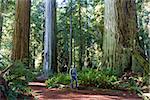 man enjoying hiking in gorgeous redwood national park