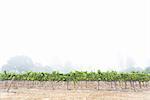 Rows of grapevines in misty vineyard, Sebastapol, California, USA