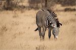 Grevy's Zebra grazing in Amboseli national park, Kenya