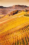 Elevated view of rows of hill vineyards, Langhe, Piedmont Italy