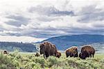 American bison in Lamar Valley, Yellowstone National Park, Wyoming, USA