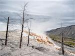 Mammoth hot springs and terraces of calcium carbon deposit, Yellowstone National Park, Wyoming, USA