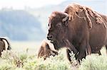 American bison grazing in Lamar Valley, Yellowstone National Park, Wyoming, USA