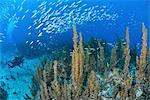 Underwater view of scuba diver watching shoal of sardines swimming over reef, Cabo Catoche, Quintana Roo, Mexico