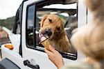 Over the shoulder view of young woman feeding dog ice cream in jeep