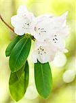 White flowers on twig