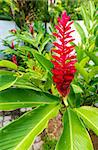 Beautiful tropical red ginger flower ,close up with foliage