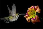Hummingbird (archilochus colubris) in flight with tropical flower over black background