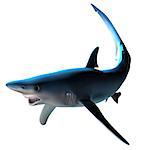 The Blue shark can be found around the world in deep temperate and tropical ocean waters and is a predatory fish.