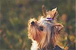 Yorkshire terrier outdoor with bow-tie on head enjoying  sunset light.