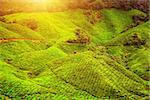 Tea plantation in morning view