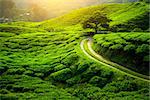 Tea plantation and lonley tree in sunset time. Nature background