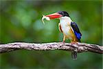 Black-capped Kingfisher and Double Fish