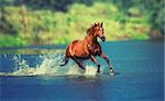 red horse is running across the blue lake