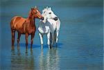 two horses are staying in the blue water
