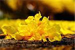 Yellow tabebuia, Trumpet flower on the ground