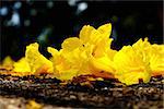 Yellow tabebuia, Trumpet flower on the ground