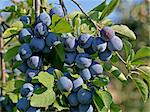 Blue plums (Vengerka breed) on the tree, close-up.