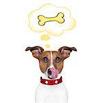 hungry jack russell dog thinking and hoping of a big bone, in a big speech bubble, isolated on white background