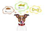 hungry jack russell dog thinking about the choice between food bowl, vegan bowl or  a big bone , in 3 speech bubbles, isolated on white background