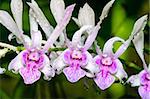 Dendrobium orchid hybrids is white with pink stripes in Thailand